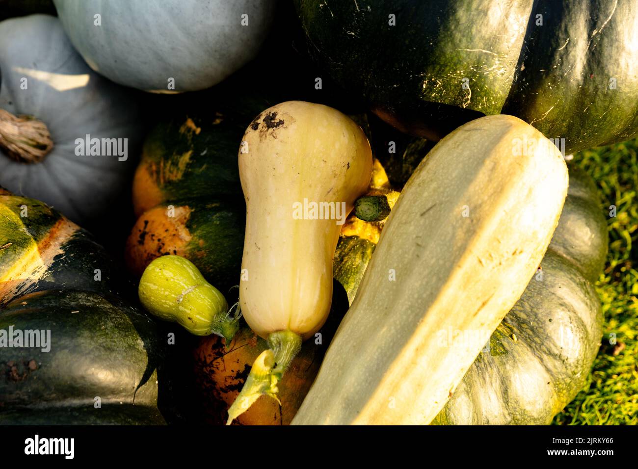 autumn harvest of various squash from the Cucurbitaceae family Stock