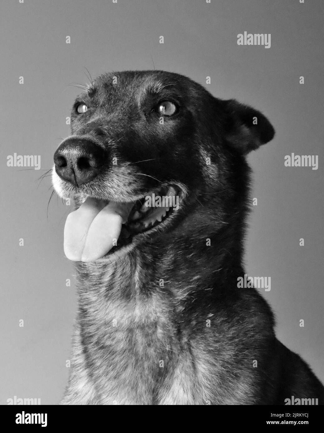 A grayscale portrait of a Dutch Shepherd with its tongue out Stock