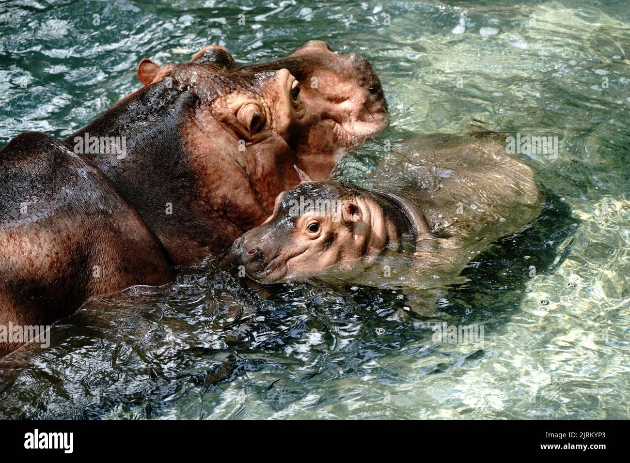 ヒッポ海を渡る　7か国　Hippo Goes Overseas ヒッポ海を渡る 7か国 Hippo Goes Overseas hq720.jpg?sqp=-