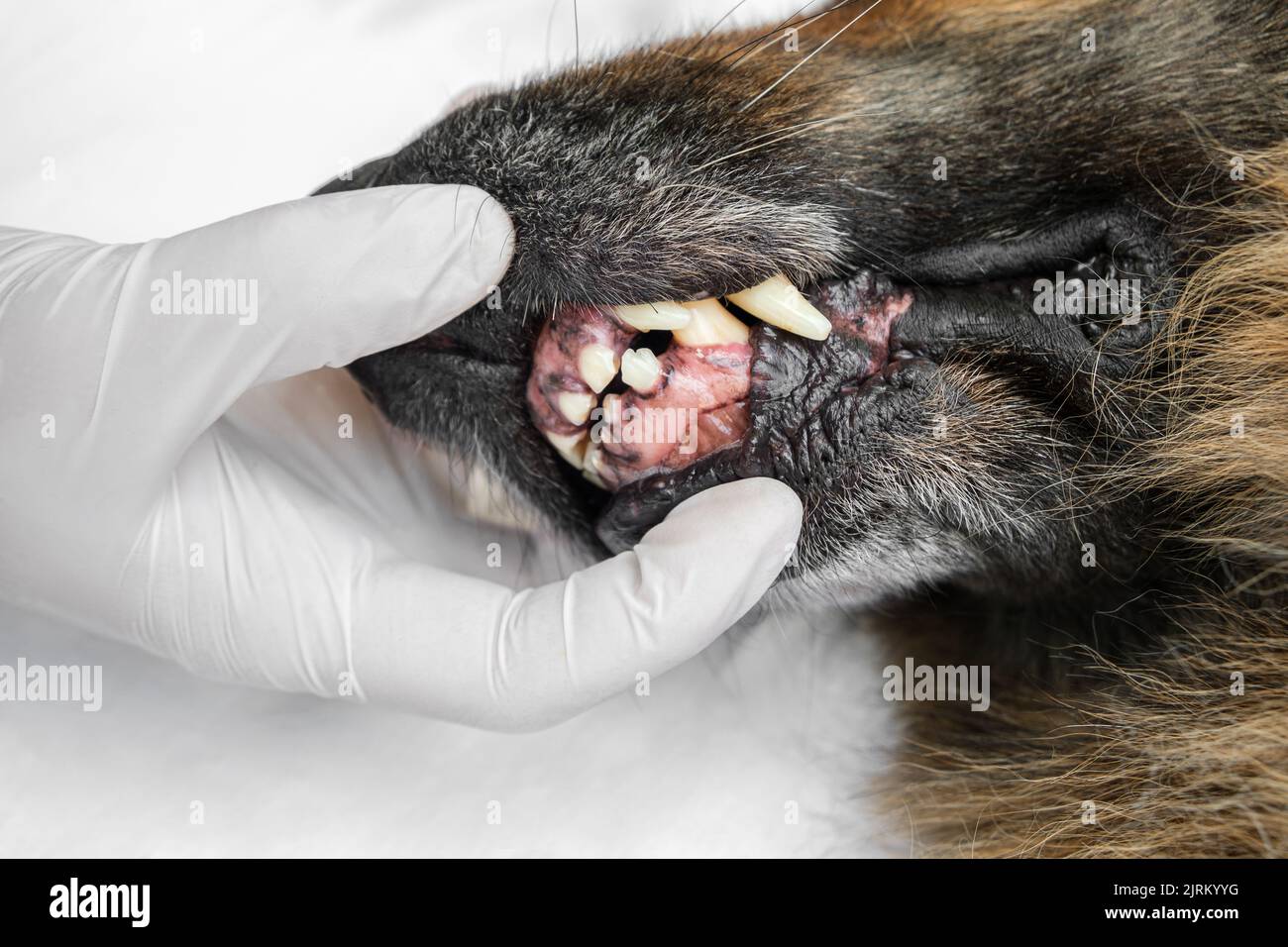 Veterinarian in medical gloves checking old German Shepherd dog's teeth. Close up. Stock Photo
