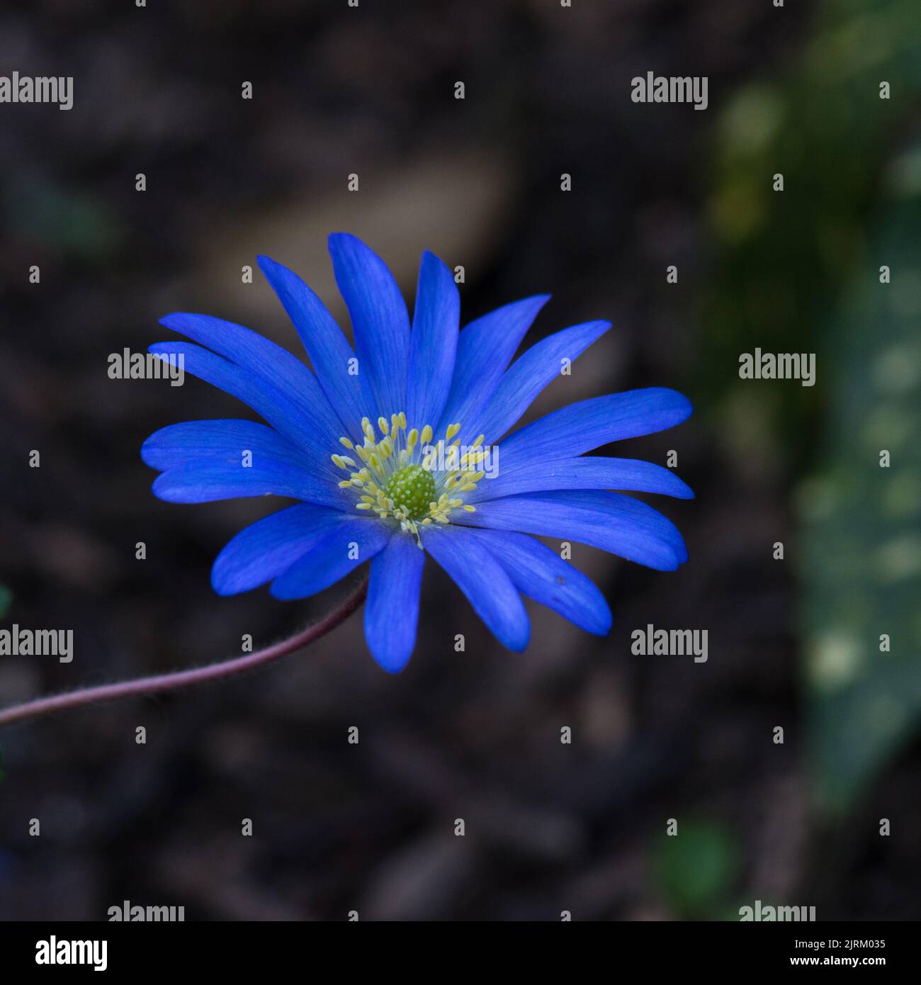 Single flower of an Anemone blanda 'Blue Shades'. Stock Photo