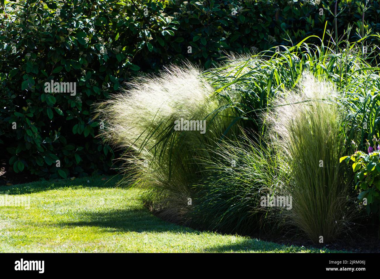 Ornamental grasses in a border next to a lawn in summer. Stock Photo
