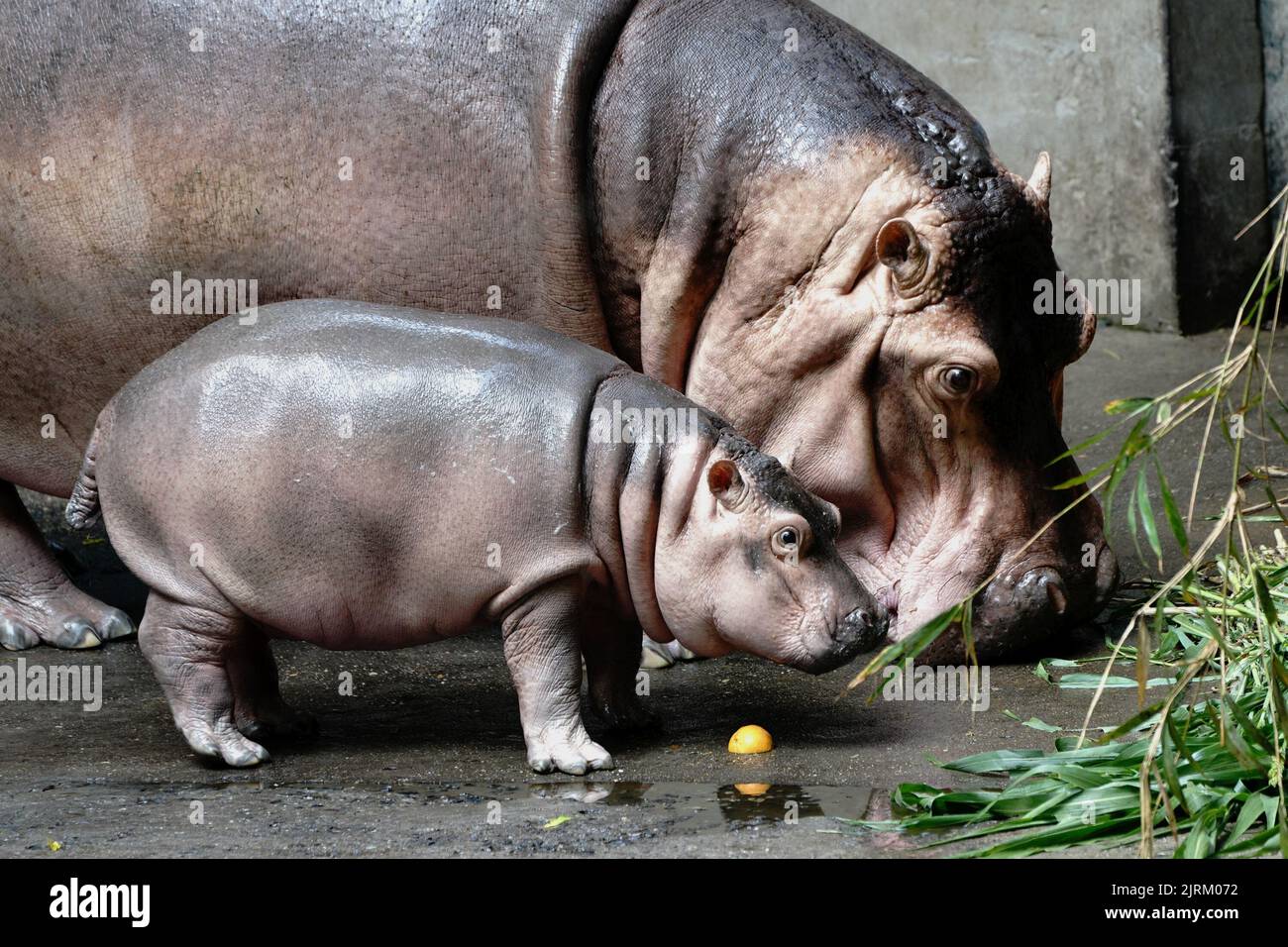 Hippo Goes Overseas ヒッポ外国へ46枚 Hippo Goes Overseas ヒッポ外国へ46枚 Hippo Goes Overseas