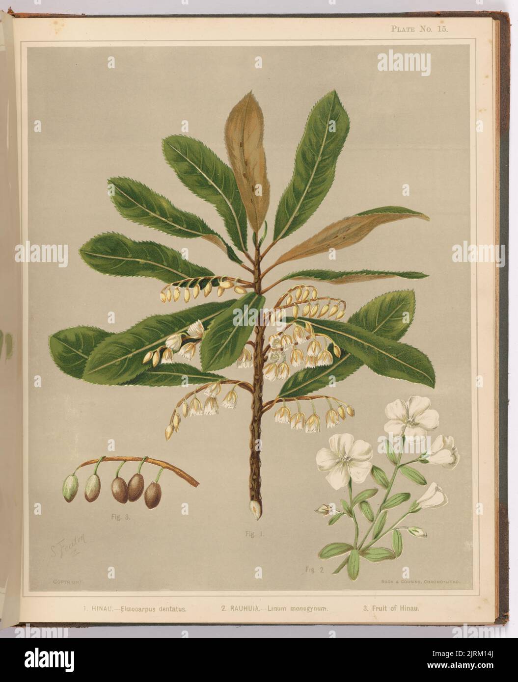 1. Hinau. - Elaeocarpus dentatus. 2. Rauhuia. - Linum monogynum. 3. Fruit of Hinau. Plate 15. From the book: The art album of New Zealand flora : being a systematic and popular description of the native flowering plants of New Zealand and the adjacent islands : volume 1;., 1889, Gisborne, by Sarah Featon, Bock and Cousins. Stock Photo