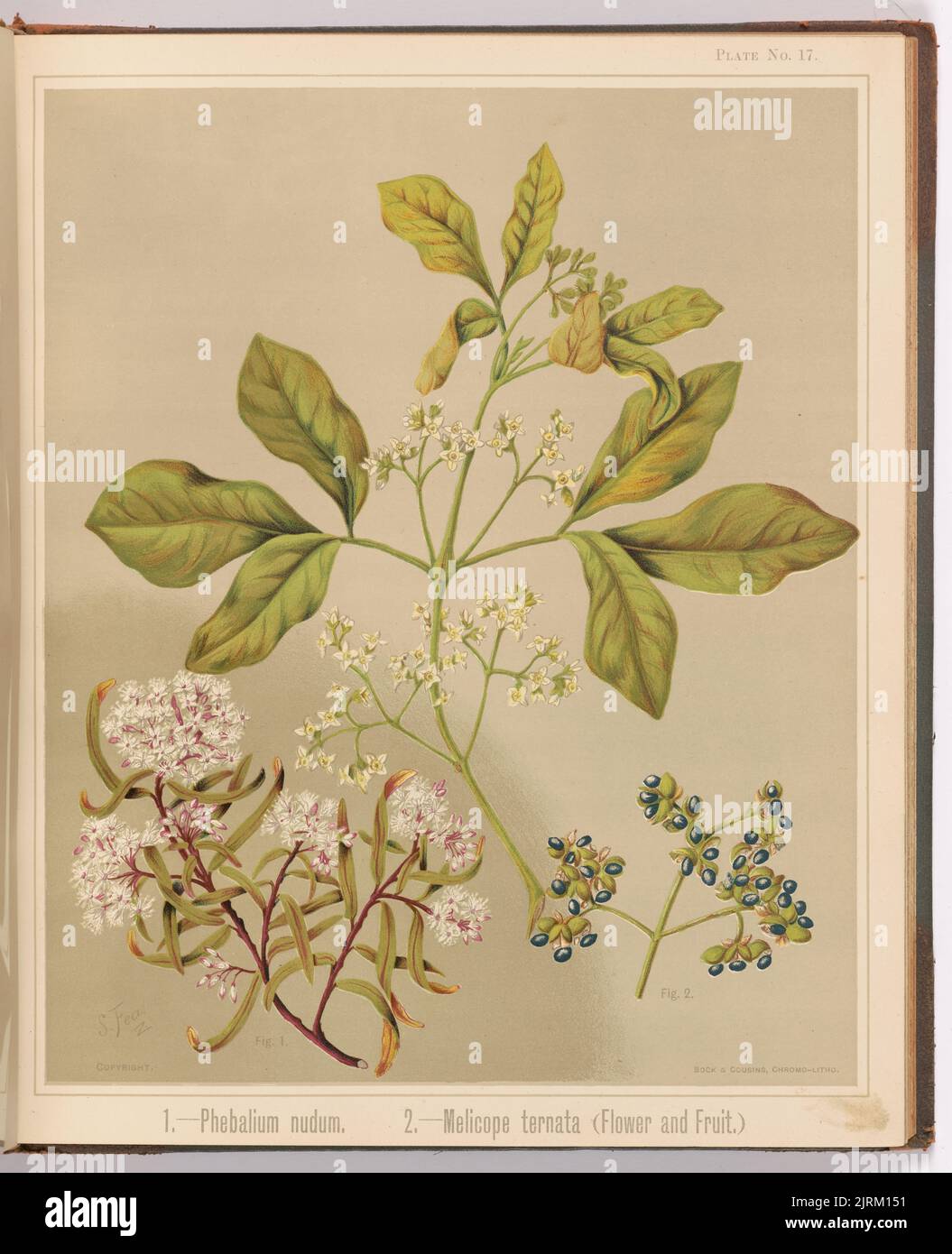 1. - Phebalium nudum. 2. - Melicope ternata (flower and fruit.) Plate 17. From the book: The art album of New Zealand flora : being a systematic and popular description of the native flowering plants of New Zealand and the adjacent islands : volume 1;., 1889, Gisborne, by Sarah Featon, Bock and Cousins. Stock Photo
