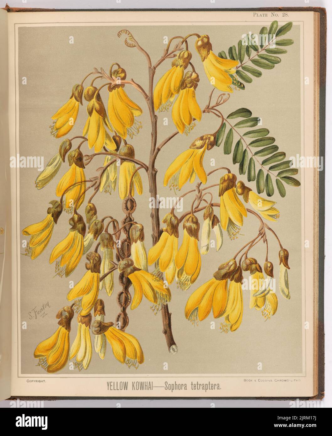Yellow Kowhai - Sophora tetraptera. Plate 28. From the book: The art album of New Zealand flora : being a systematic and popular description of the native flowering plants of New Zealand and the adjacent islands : volume 1;., 1889, Gisborne, by Sarah Featon, Bock and Cousins. Stock Photo