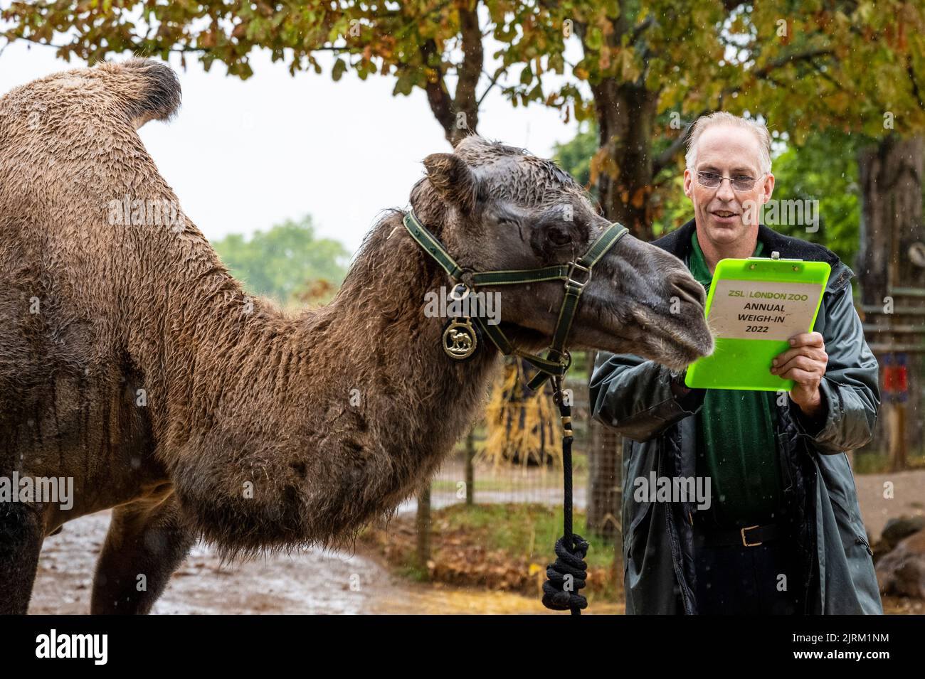 London, UK. 25 August 2022. Keeper Mick Tiley with 660kg Bactrian camel ...