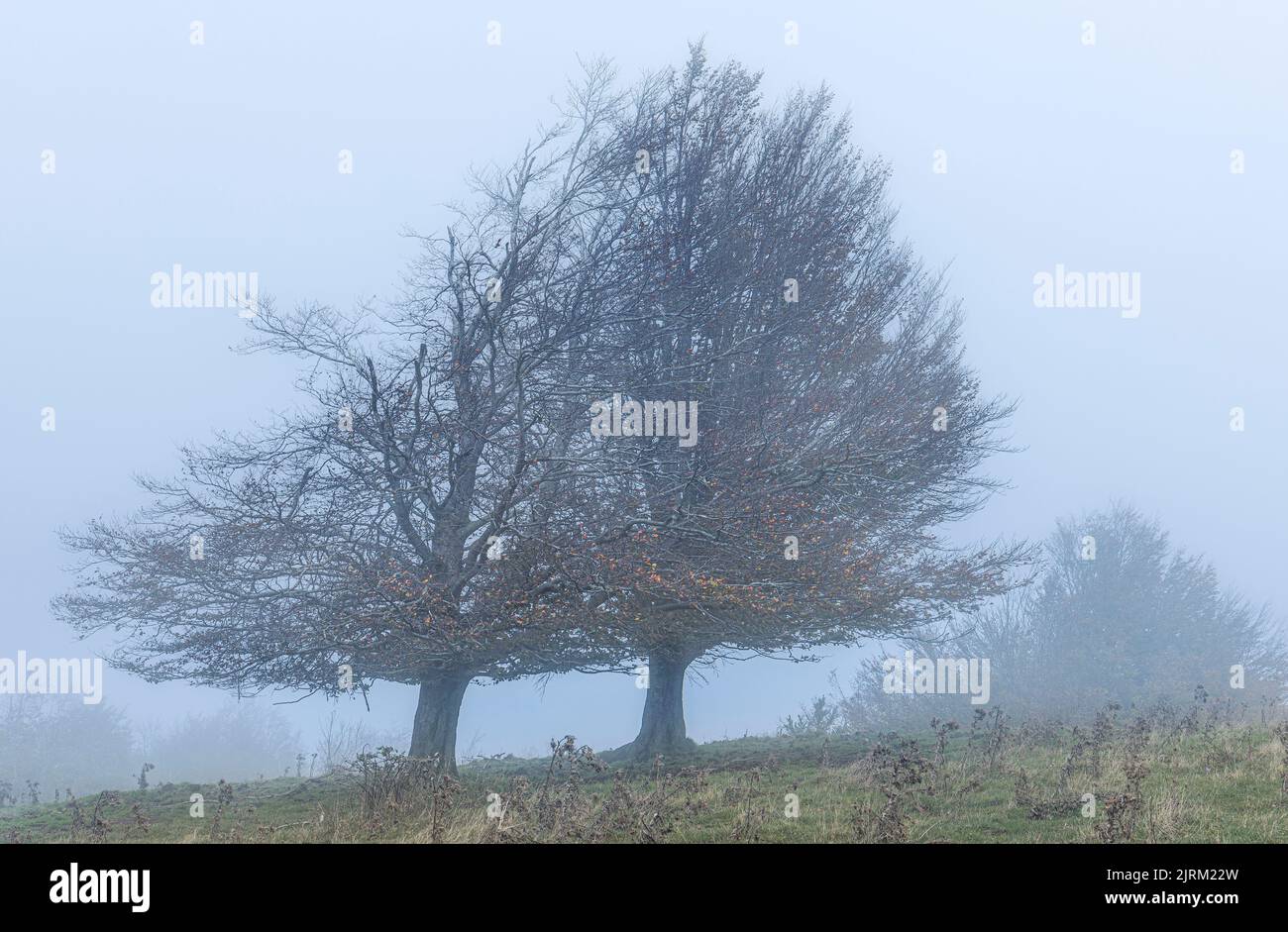 Autumn Scene of a Tree in the Fog Stock Photo