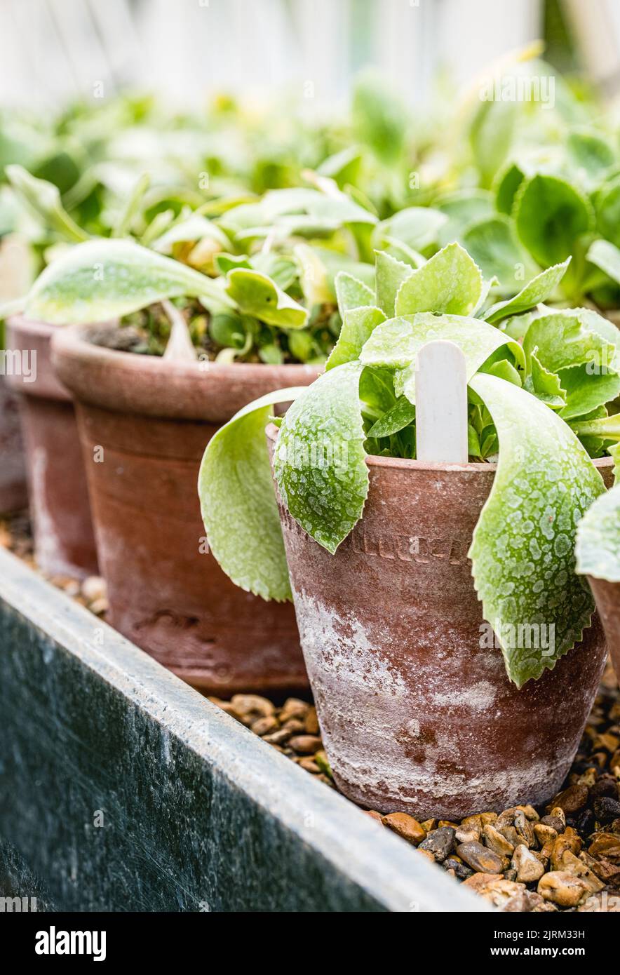 Plants growing in the Victorian greenhouses at Eythrope Gardens on the