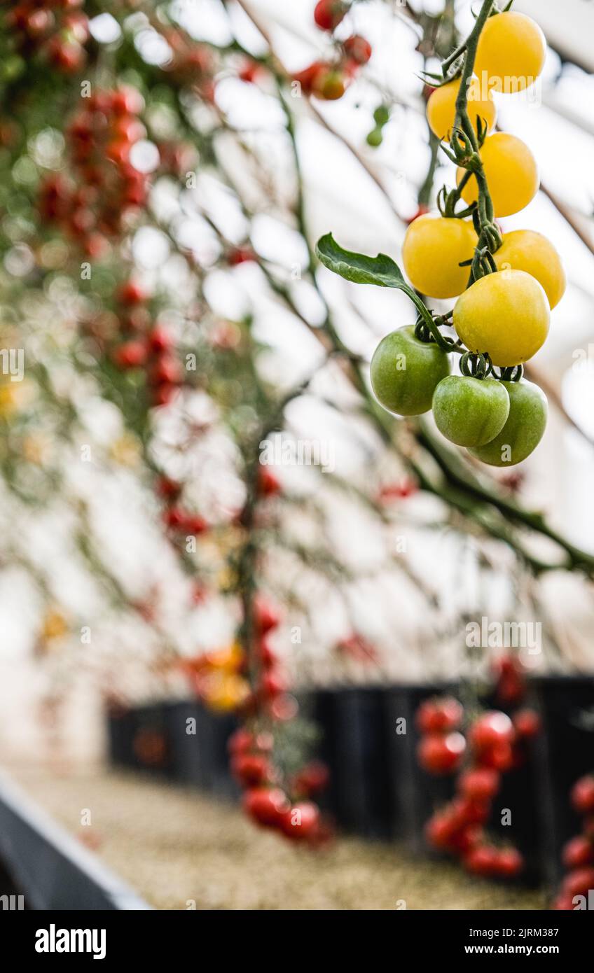 Seasonal tomatoes ripening in the glass houses at Eythrope Gardens on the Waddesdon Manor estate. Stock Photo