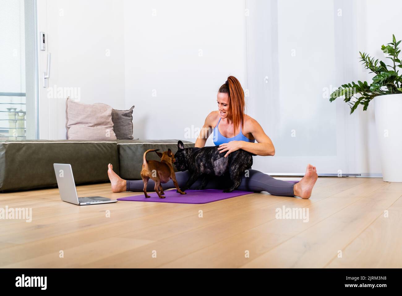 Fit sporty healthy woman sits on mat doing following exercises, watching online yoga class on laptop. Her little dogs keeps company Stock Photo