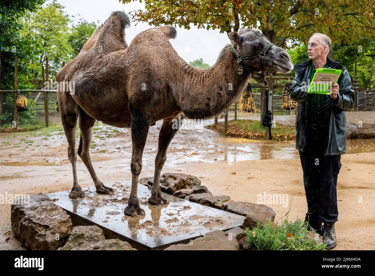 London, UK.  25 August 2022. Keeper Mick Tiley with 660kg Bactrian camel Genghis at ZSL London Zoo’s 2022 annual weigh-in.  The annual weigh-in is an opportunity for keepers to collect data to be added to the Zoological Information Management System (ZIMS), a database shared with zoos all over the world that helps zookeepers to compare important information on thousands of endangered species.  Credit: Stephen Chung / Alamy Live News Stock Photo