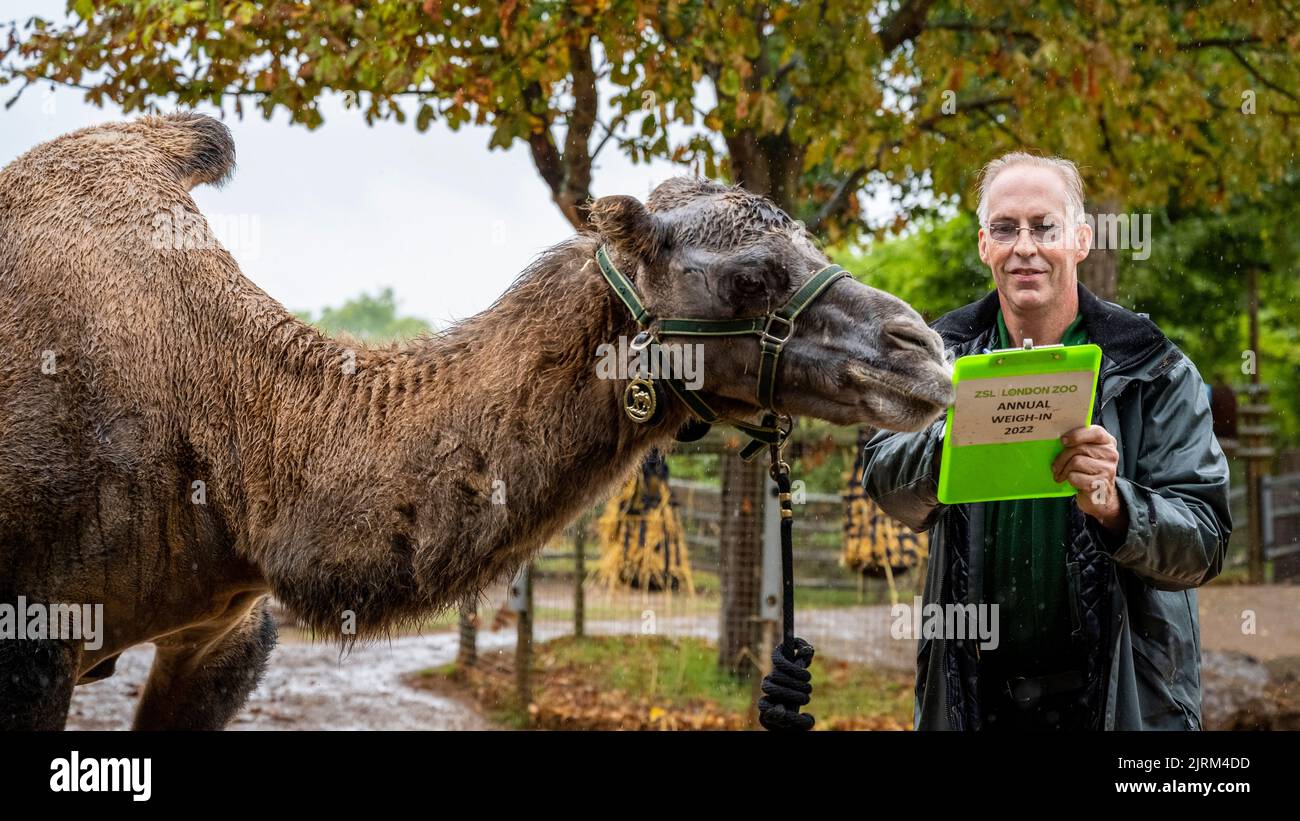 London, UK.  25 August 2022. Keeper Mick Tiley with 660kg Bactrian camel Genghis at ZSL London Zoo’s 2022 annual weigh-in.  The annual weigh-in is an opportunity for keepers to collect data to be added to the Zoological Information Management System (ZIMS), a database shared with zoos all over the world that helps zookeepers to compare important information on thousands of endangered species.  Credit: Stephen Chung / Alamy Live News Stock Photo