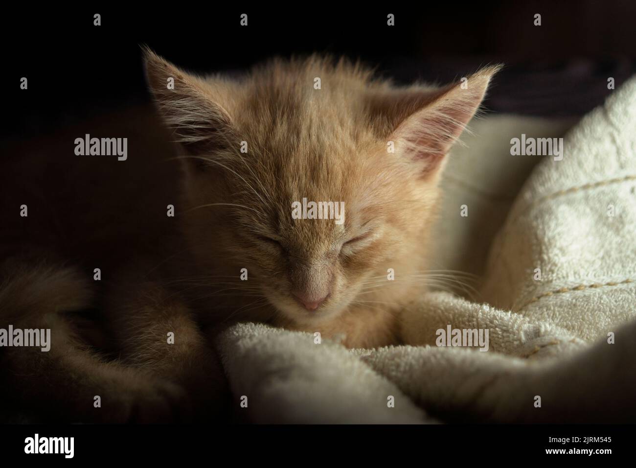 Close up of a beautiful light brown baby kitten seen from the front sleeping under white sheets on the bed against a dark background Stock Photo