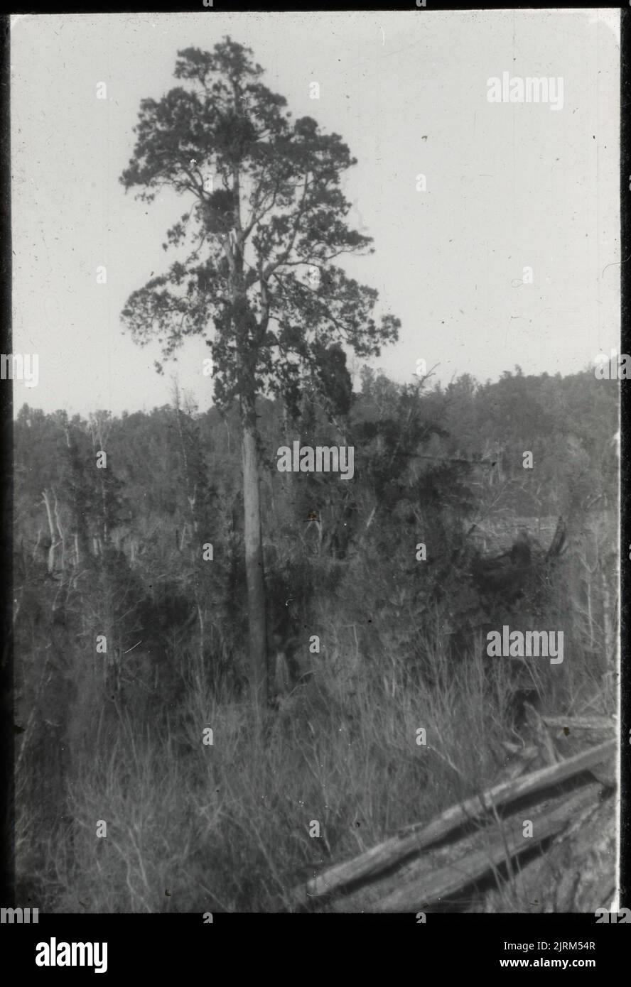 A rimu or red pine (Dacrydium cupressinum) in valley of Ohau River, Tararua Range, 27 August 1916, North Island, by Leslie Adkin. Gift of Adkin Family, 1997. Stock Photo