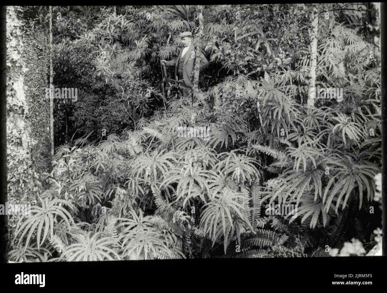 Luxirant growth of the bush umbrella fern (Gleichenia cunninghami) ...., 01 May 1927, North Island, by Leslie Adkin. Gift of Adkin Family, 1997. Stock Photo