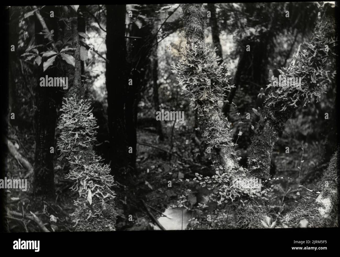 The lichen, Sticta, growing on tree stems in damp shady situation ...., 11 December 1927, North Island, by Leslie Adkin. Gift of Adkin Family, 1997. Stock Photo