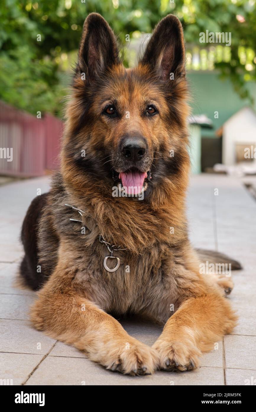 Portrait of a German Shepherd dog lying, looking at the camera. Close up, vertical. Stock Photo