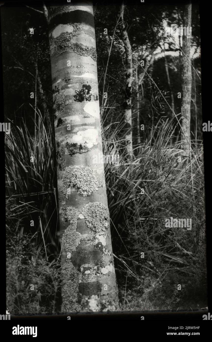 Trunk of young white pine or Kahikatea (Podocarpus dacrydioides) ..., 28 August 1921, North Island, by Leslie Adkin. Gift of Adkin Family, 1997. Stock Photo