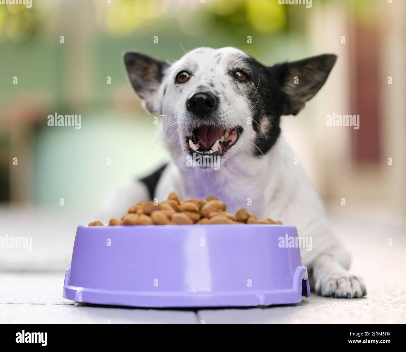 Cute black and white dog eating kibble dog food from a bowl in backyard Stock Photo Alamy