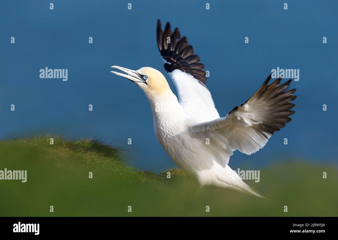 Close up of a Northern gannet (Morus bassana) with open wings against blue background, Bempton cliffs, UK. Stock Photo