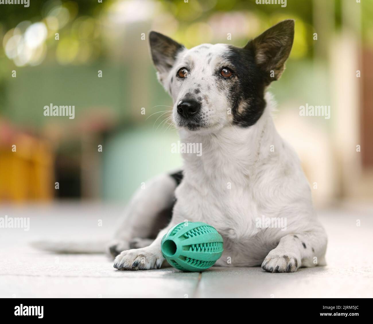 Close up shot of a cute black and white dog lying down, green rubber toy between her legs. Stock Photo