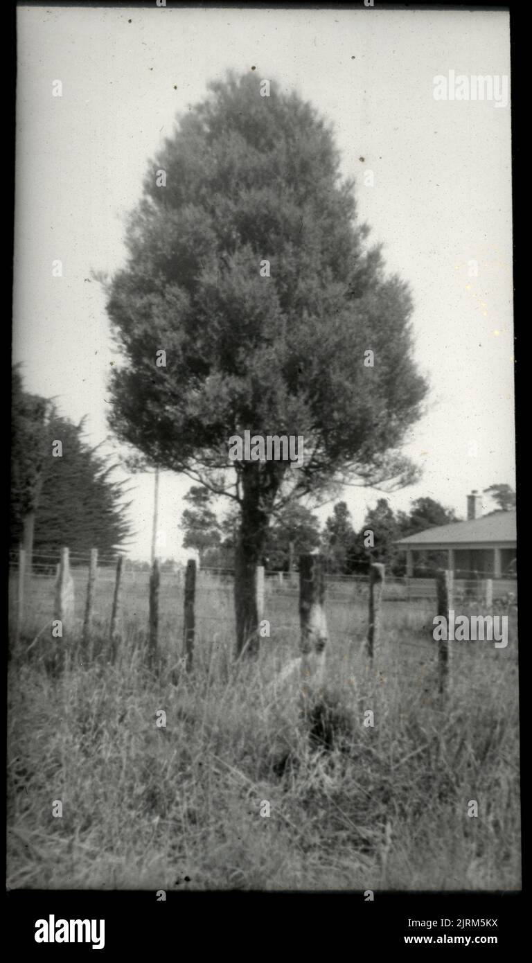 Juvenile form of the matai or black pine (Podocarpus spicatus) ...., 02 March 1941, North Island, by Leslie Adkin. Gift of Adkin Family, 1997. Stock Photo