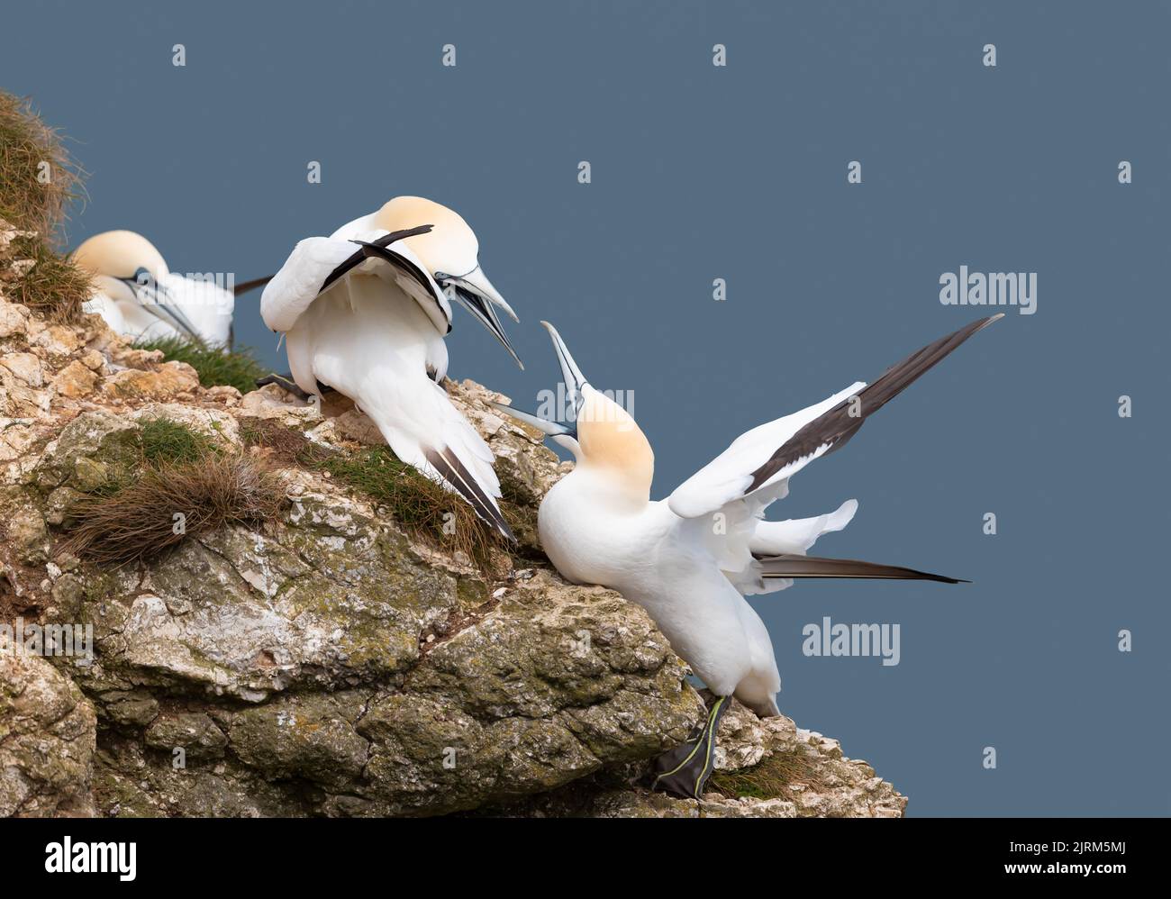 Close up of bonding Northern gannets (Morus bassana) fighting with each other, Bempton cliffs, UK. Stock Photo