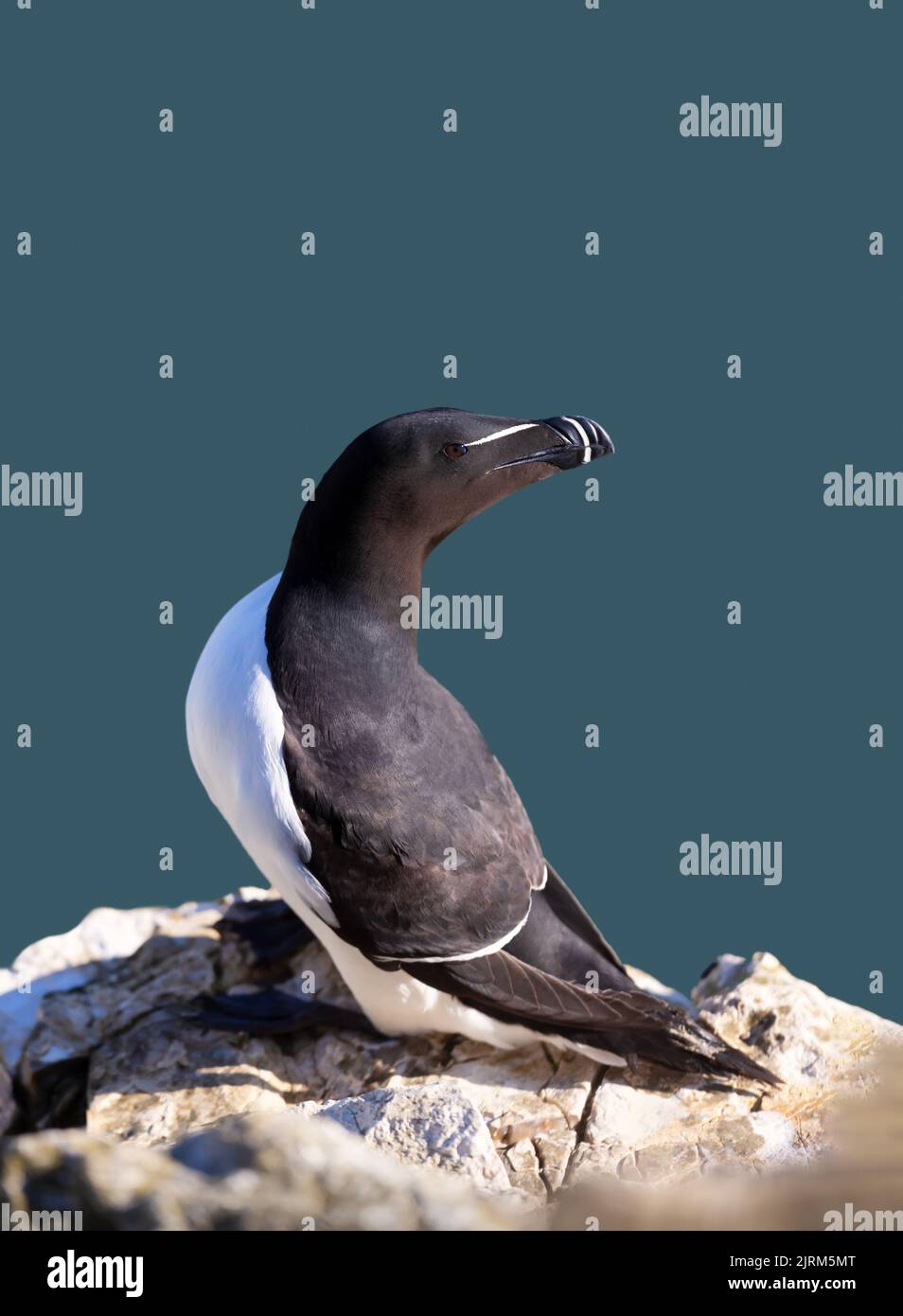 Close up of a Razorbill against clear blue background, Bempton, UK. Stock Photo