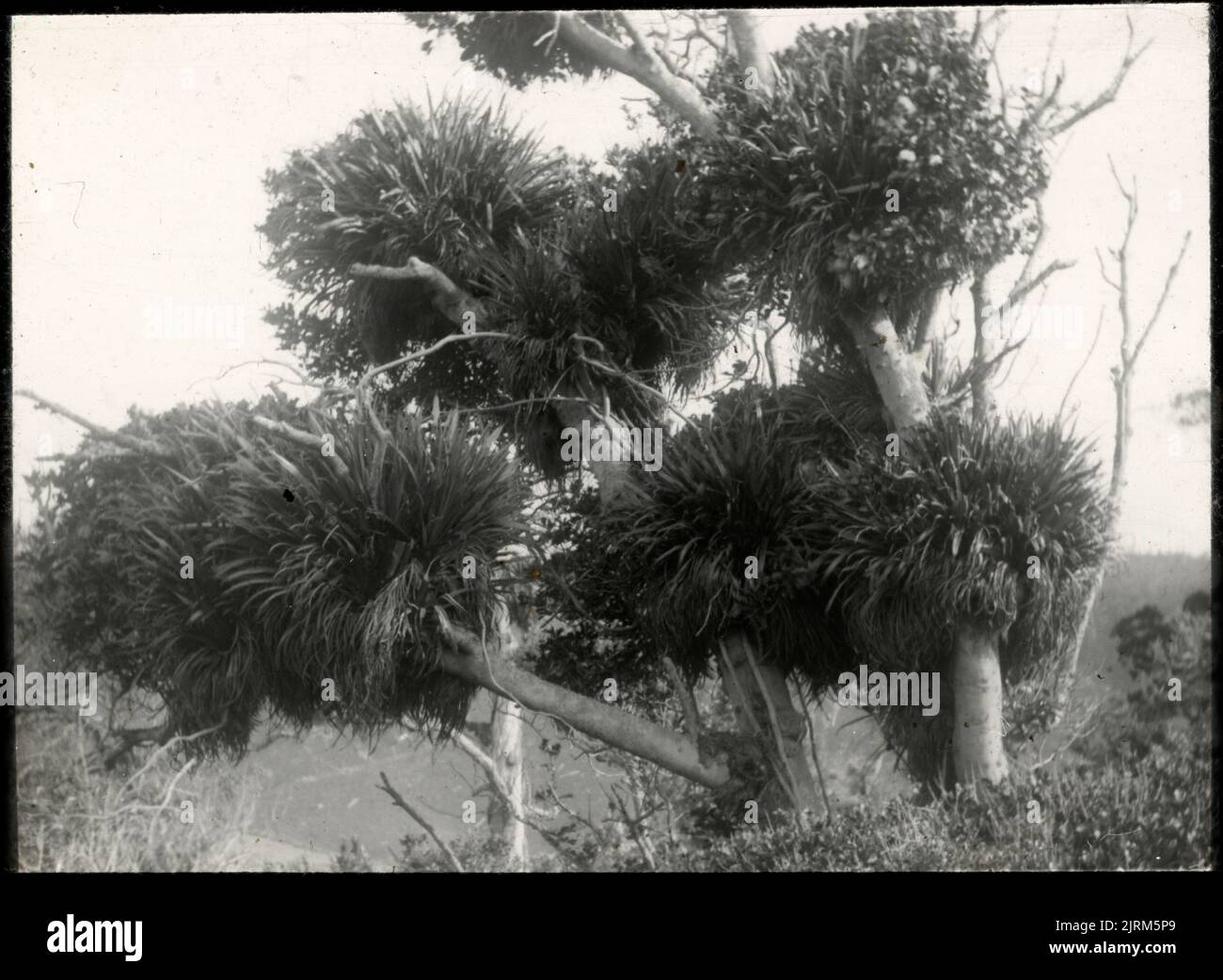 Bunches of Astelia epiphytic on Kohekohe (Dysoxylum spectabile) ..., 20 October 1916, Wellington, by Leslie Adkin. Gift of Adkin Family, 1997. Stock Photo