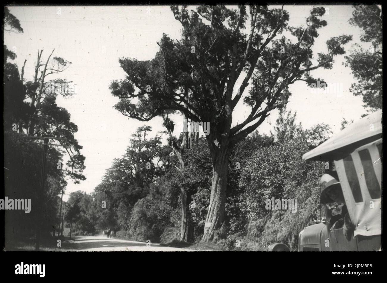 White pines (Podocarpus dacrydiodes) at Kitchener Park, Fielding, 30 September 1927, North Island, by Leslie Adkin. Gift of Adkin Family, 1997. Stock Photo