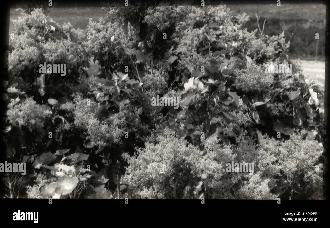 The rangiora (Brachyglottis rapanda) in bloom ...., 04 November 1923 ...