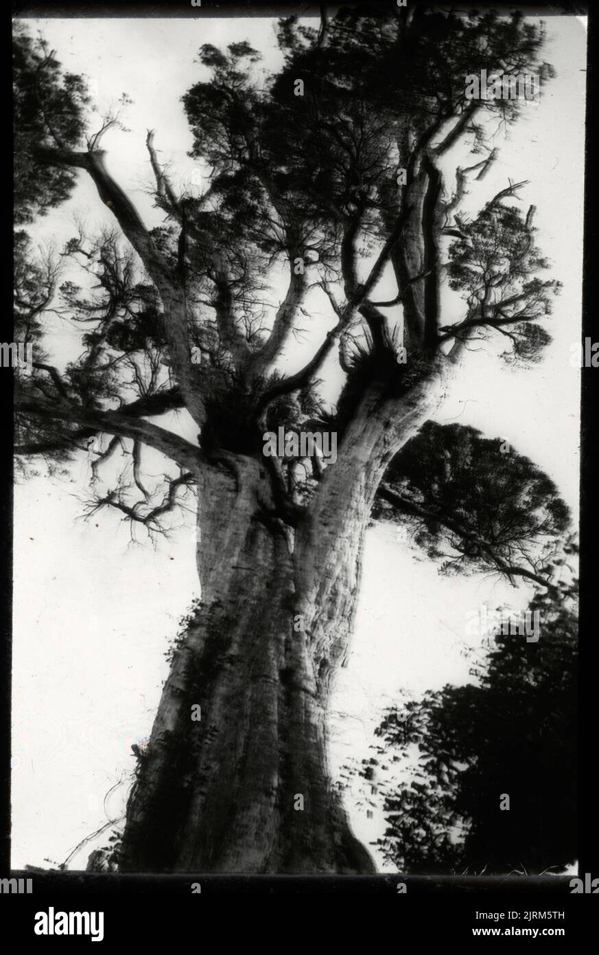 Trunk and head of giant rata (Metrosideros robusta) in Waiopehu Scenic Reserve, 2 1/2 miles east of Levin, 22 January 1922, North Island, by Leslie Adkin. Gift of Adkin Family, 1997. Stock Photo