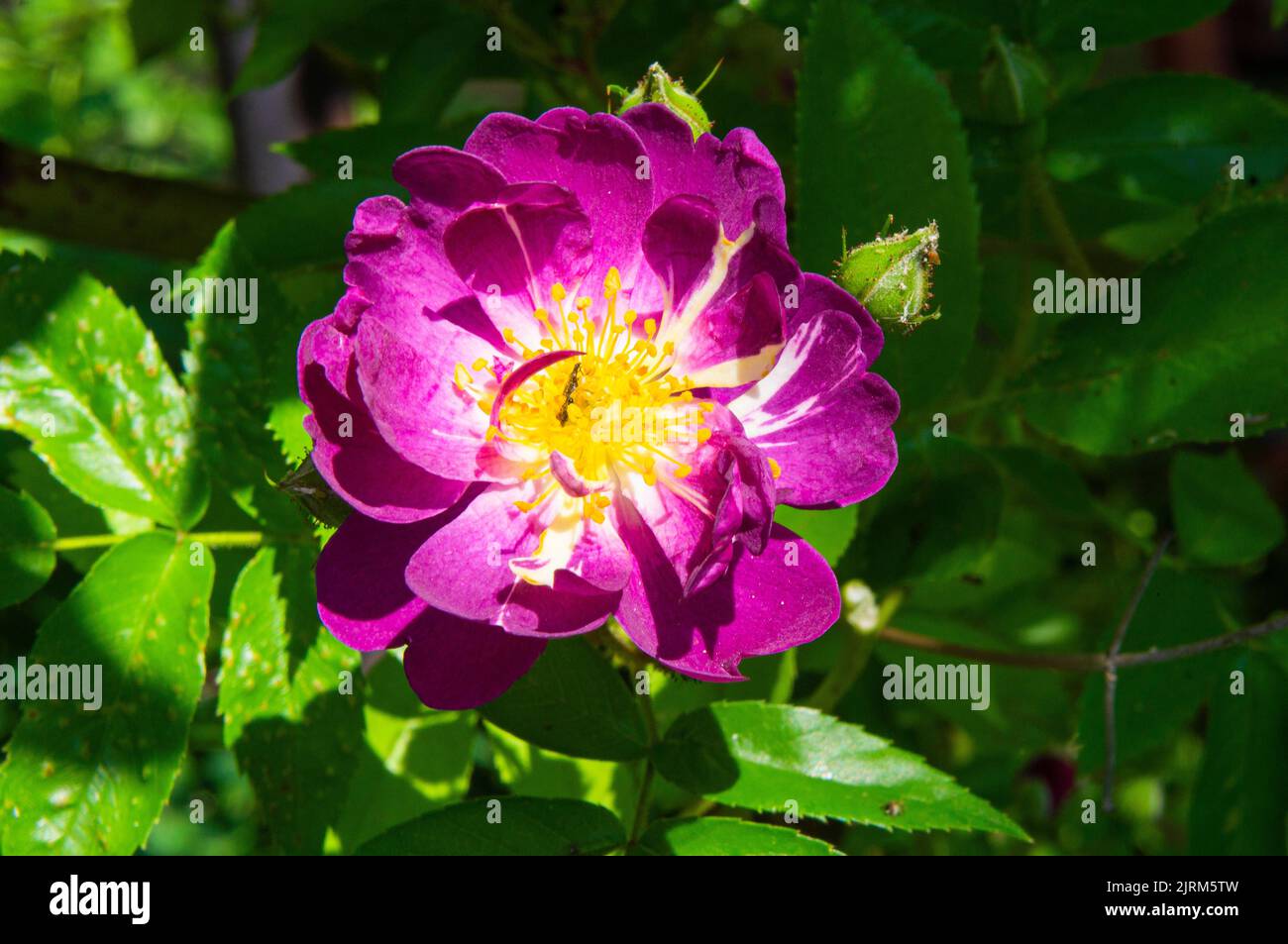 Climbing Rose 'Veilchenblau' blossoms in Pruhonice, Czech Republic on June 10, 2022. (CTK Photo/Libor Sojka) Stock Photo