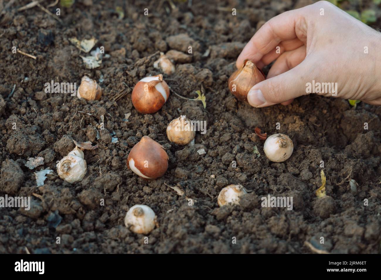 Do You Need To Soak Tulip Bulbs Before Planting at Jacob Brady blog