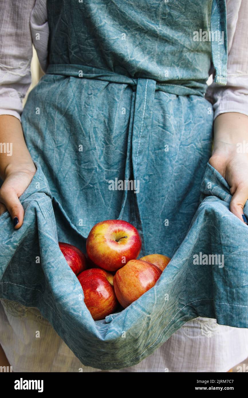 Woman's hands holding out apron filled with fresh gala apples. Selective focus on fruit with blurred foreground and background. Stock Photo