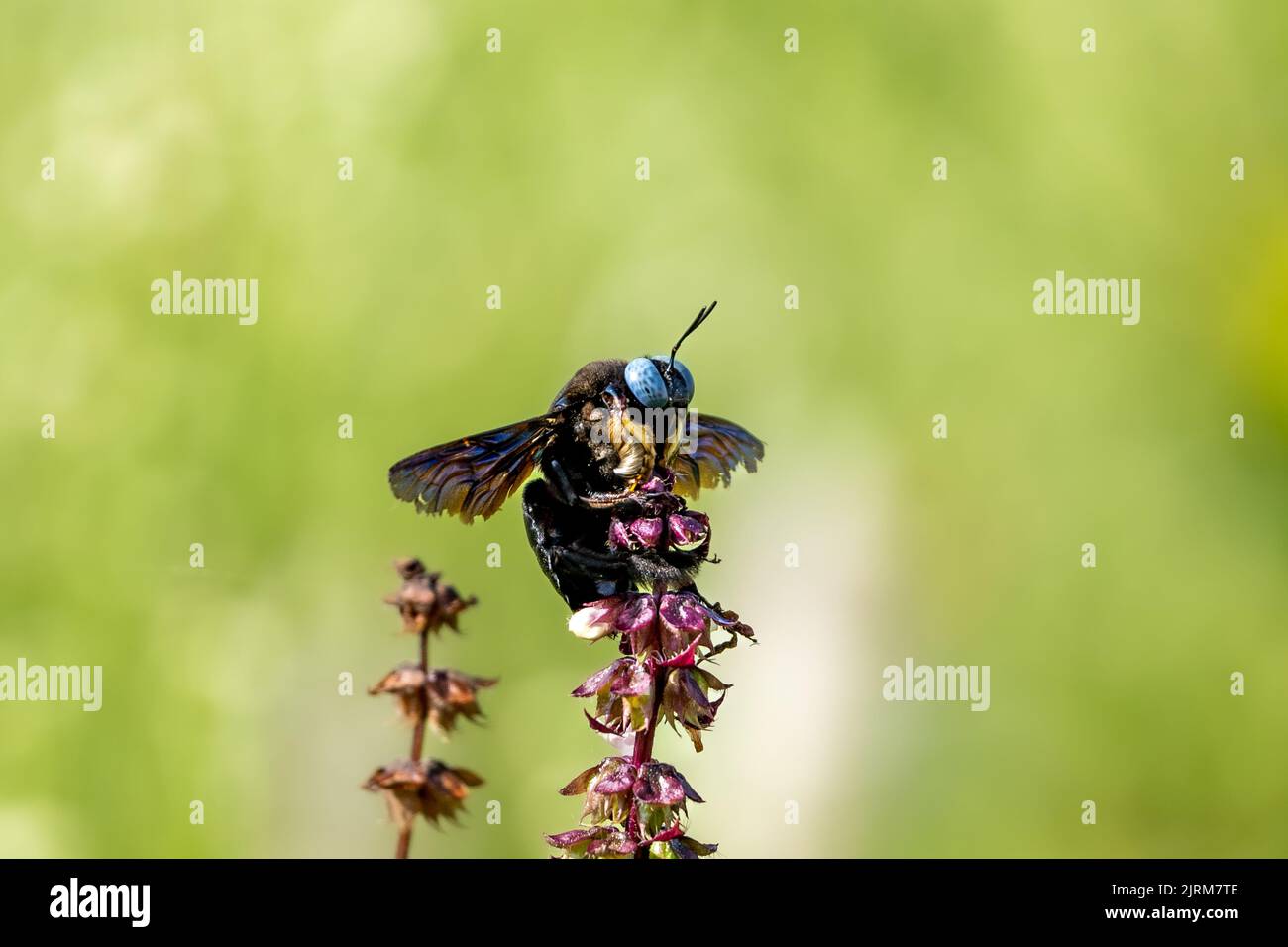 Closeup shot carpenter bee hi-res stock photography and images - Alamy
