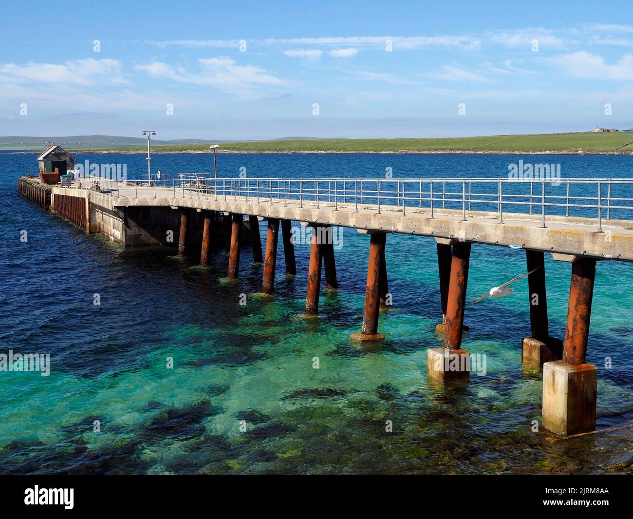 Fulmar, Papa Westray pier, Orkney, Scotland Stock Photo