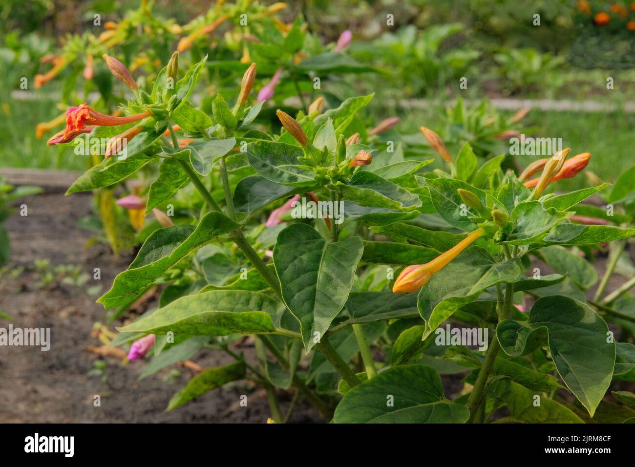 Flowers of pepper is growing in rural garden. Bed in the garden. Farming background. Pepper is blooming. Stock Photo