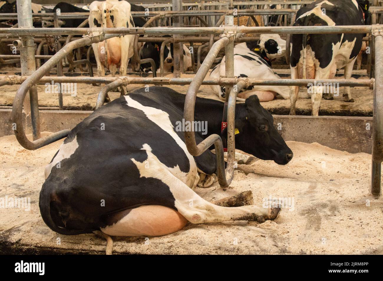 A closeup of a cow with an ear tag sitting on a dairy farm Stock Photo