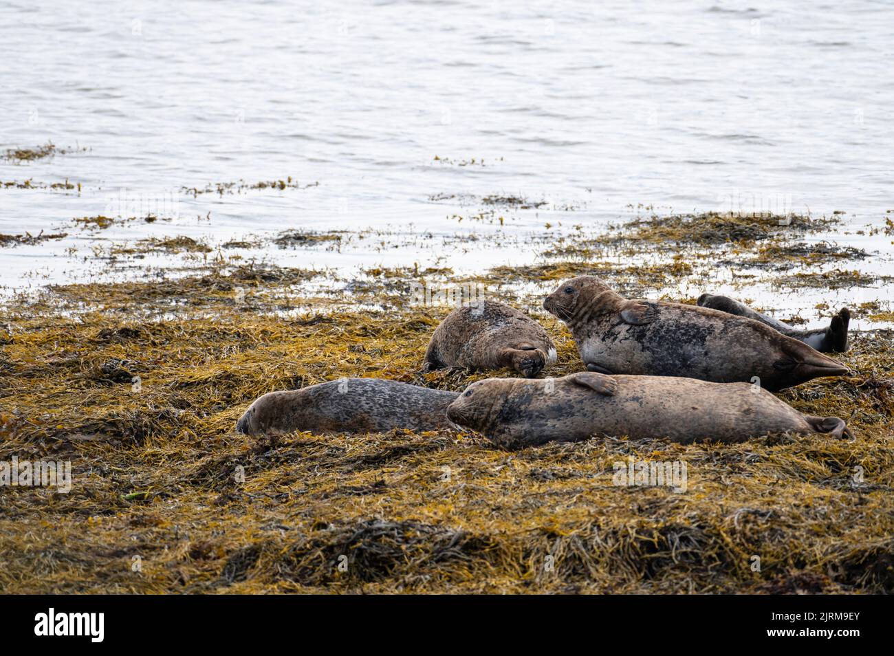 The seals on Cromarty Firth are back!    Well, it's the first time I have seen them in ages anyway - there used to be a massive colony here but in rec Stock Photo