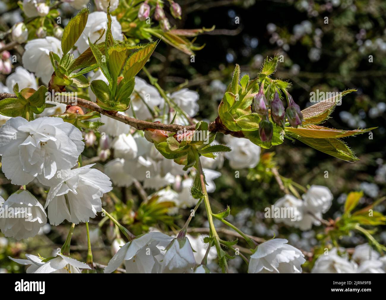 Cherry Blossom Japanese Cherry, Prunus Shirotae Stock Photo Alamy