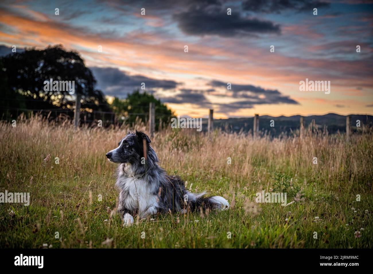 Roki our border collie out front of the house on a summer evening.  This was just a quick test shoot with the Z7 mk II and 24-70 f2.8 S, it all seems Stock Photo