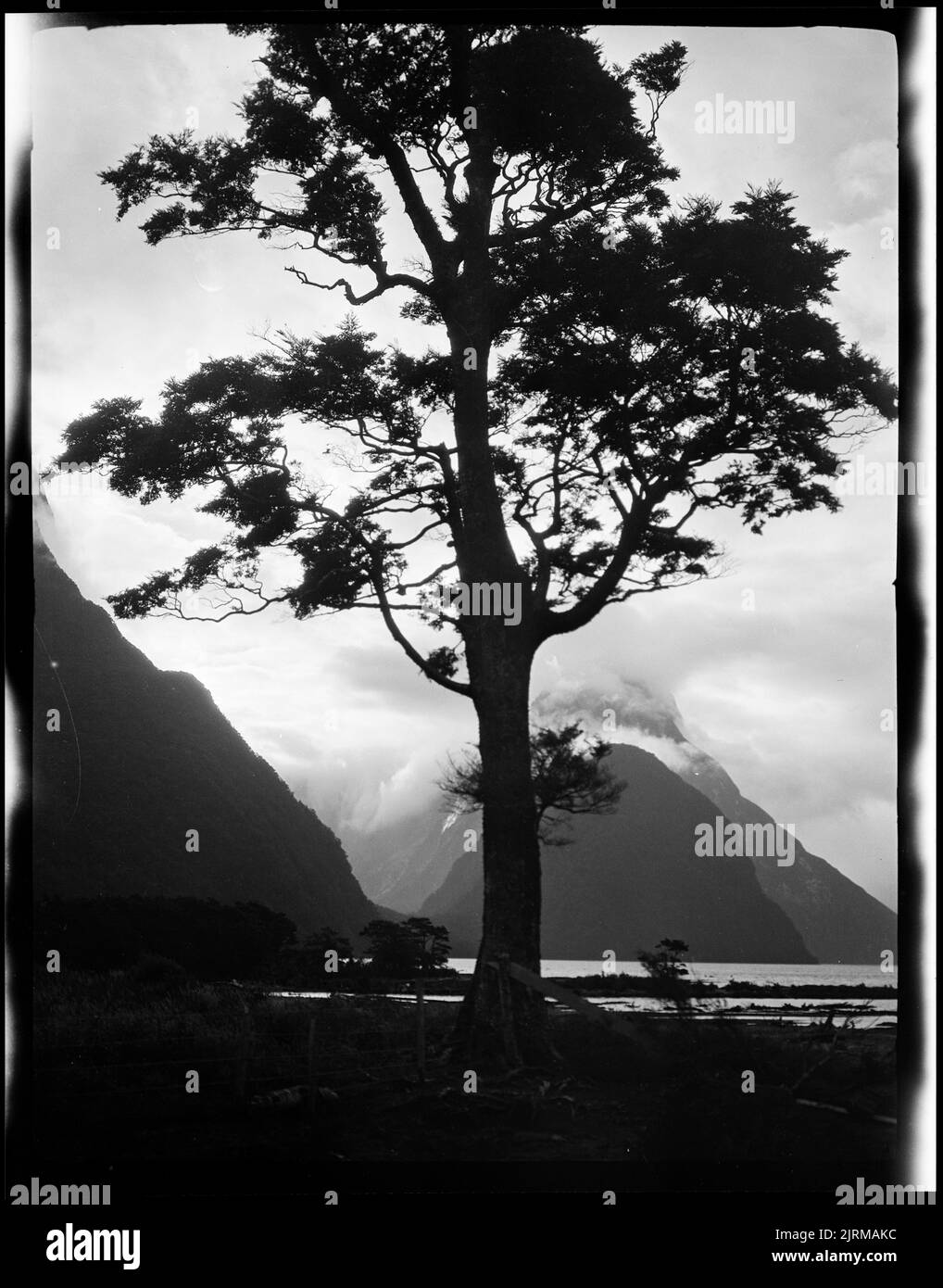 Open tree trunk Black and White Stock Photos & Images - Alamy