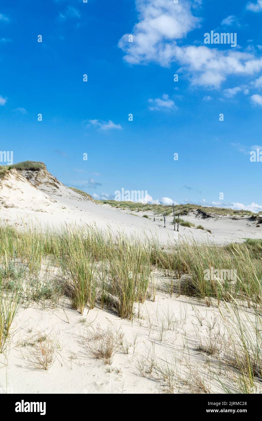 Sandy dunes overgrown by clumps of grass  and blue sky with white clouds in sunny summer day.  Lacka dune in Slowinski National Park in Poland, a mira Stock Photo