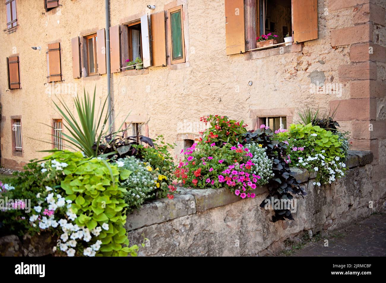 Beautiful flowers in Bergheim, Alsace Stock Photo Alamy