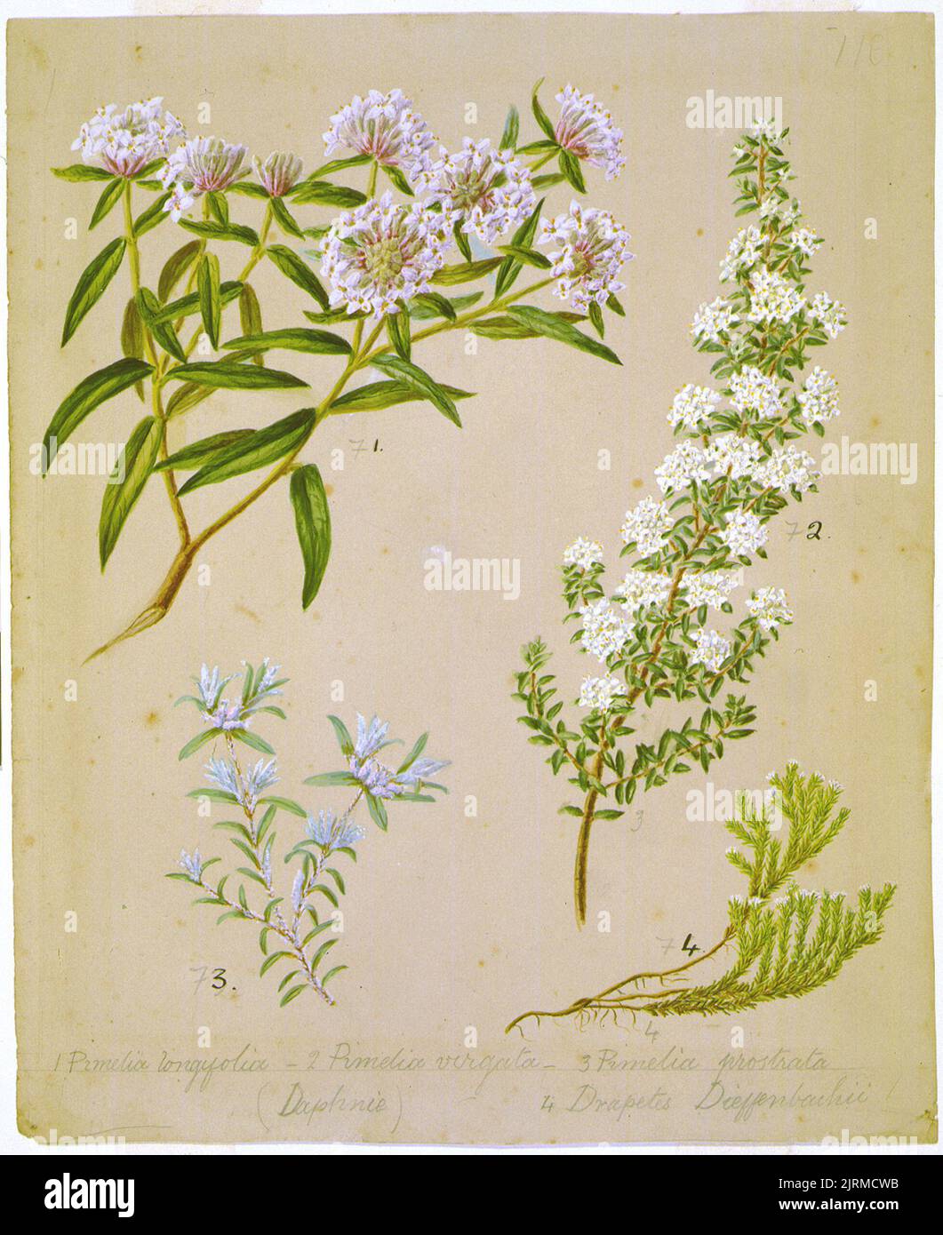 Pimelea longifolia; P. tomentosa; P. prostrata; Kelleria dieffenbachii, circa 1885, by Sarah Featon. Stock Photo