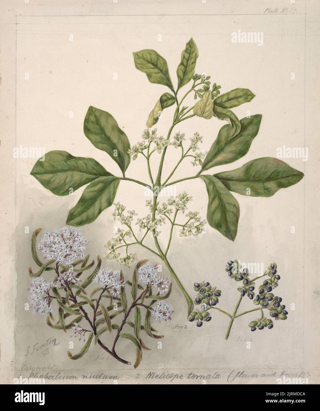 [Plebalium nudum; Melicope ternata], circa 1885, New Zealand, by Sarah Featon. Stock Photo