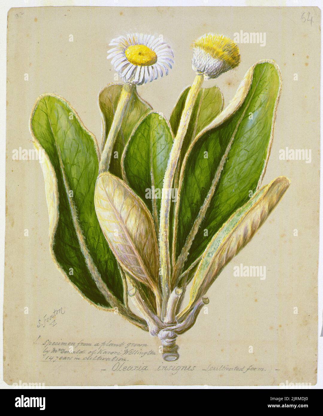Pachystegia insignis, circa 1885, by Sarah Featon. Stock Photo
