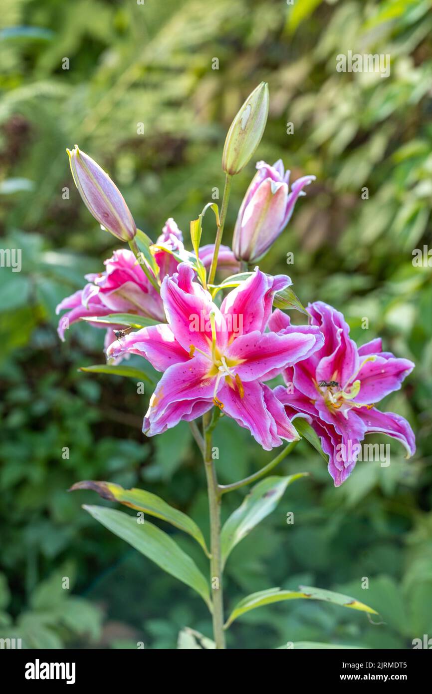 Scented pollen-free double lilies in garden with green background Stock ...